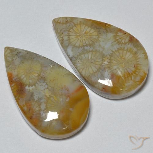 Pedras preciosas de Coral fóssil Multicolorido natural de 16.21 ct, Formato de pêra, Opaco