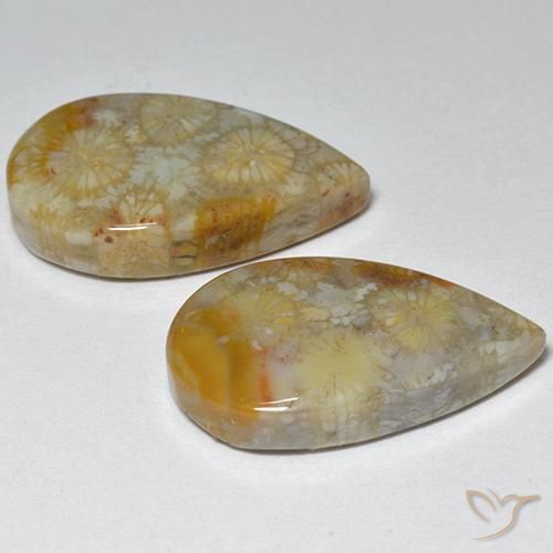Pedras preciosas de Coral fóssil Multicolorido natural de 16.21 ct, Formato de pêra, Opaco