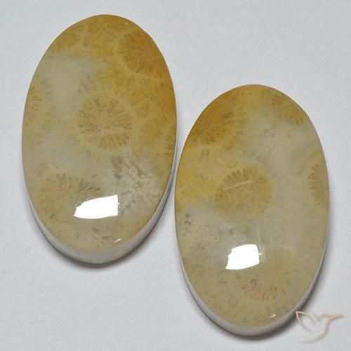 Pedras preciosas de Coral fóssil Multicolorido natural de 29.14 ct, oval, Opaco