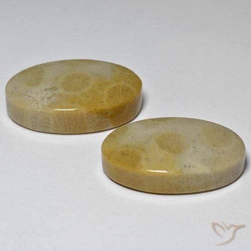Pedras preciosas de Coral fóssil Multicolorido natural de 29.14 ct, oval, Opaco