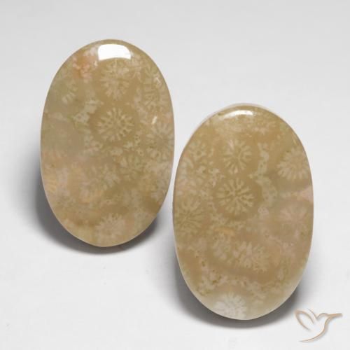 28.25ctw Natural Multicolorido Coral fóssil, oval, Opaco
