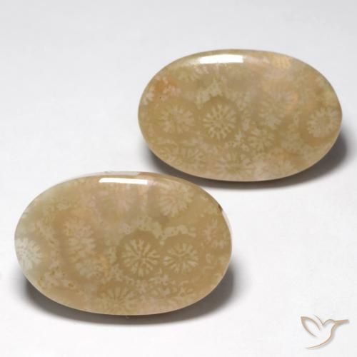 Pedras preciosas de Coral fóssil Multicolorido natural de 28.25 ct, oval, Opaco