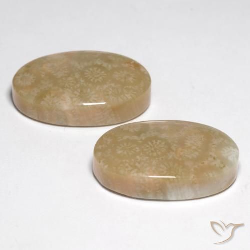 Pedras preciosas de Coral fóssil Multicolorido natural de 28.25 ct, oval, Opaco