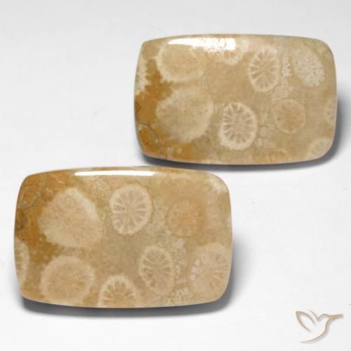 Pedras preciosas de Coral fóssil Multicolorido natural de 29.92 ct, Almofada, Opaco