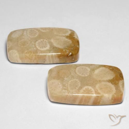 Pedras preciosas de Coral fóssil Multicolorido natural de 29.92 ct, Almofada, Opaco