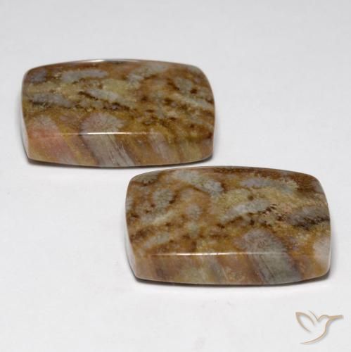 Pedras preciosas de Coral fóssil Multicolorido natural de 27.29 ct, Almofada, Opaco