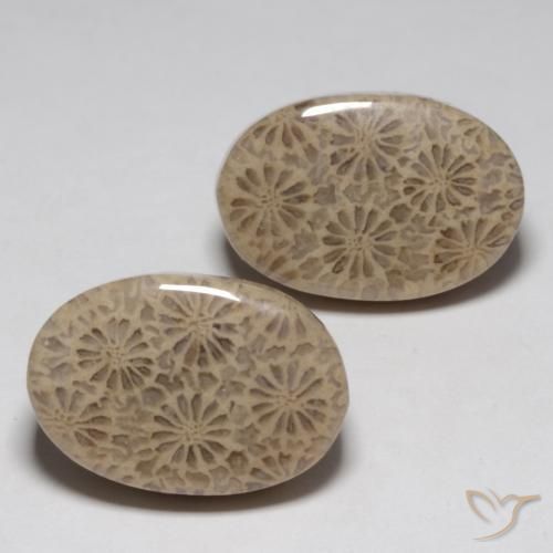 Pedras preciosas de Coral fóssil Multicolorido natural de 23.02 ct, oval, Opaco