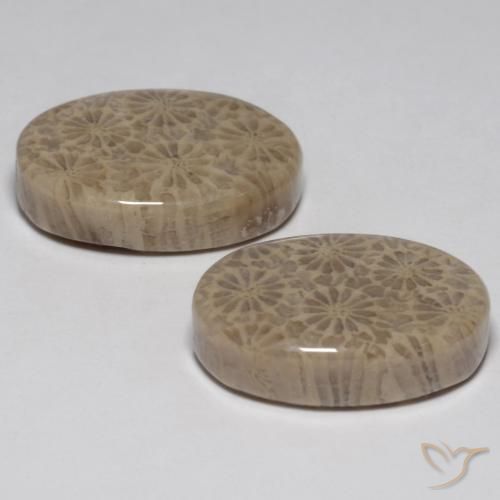 Pedras preciosas de Coral fóssil Multicolorido natural de 23.02 ct, oval, Opaco