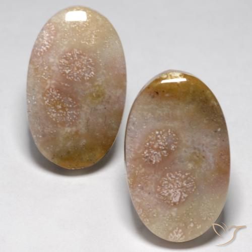 23.48ctw Natural Multicolorido Coral fóssil, oval, Opaco
