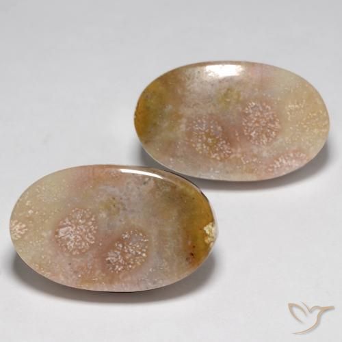 Pedras preciosas de Coral fóssil Multicolorido natural de 23.48 ct, oval, Opaco