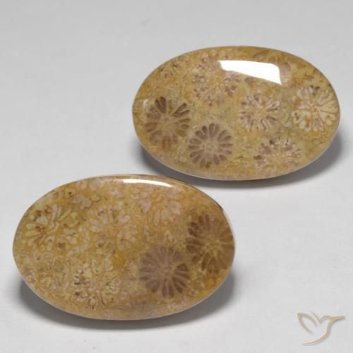 23.14ctw Natural Multicolorido Coral fóssil, oval, Opaco