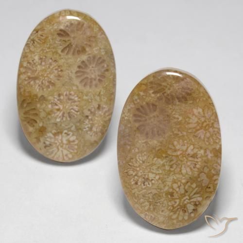 Pedras preciosas de Coral fóssil Multicolorido natural de 23.14 ct, oval, Opaco