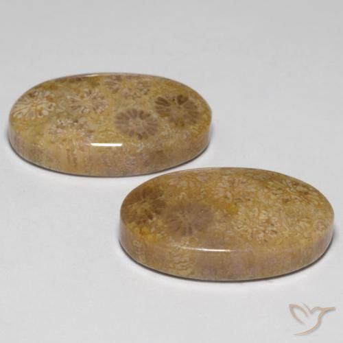 Pedras preciosas de Coral fóssil Multicolorido natural de 23.14 ct, oval, Opaco