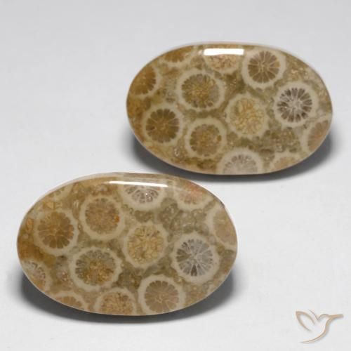 Pedras preciosas de Coral fóssil Multicolorido natural de 23.45 ct, oval, Opaco
