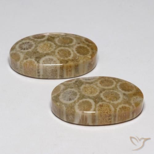 Pedras preciosas de Coral fóssil Multicolorido natural de 23.45 ct, oval, Opaco