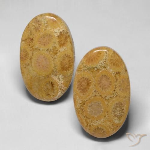 28.19ctw Natural Multicolorido Coral fóssil, oval, Opaco