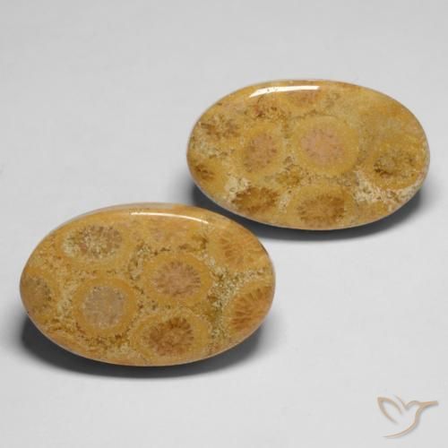 Pedras preciosas de Coral fóssil Multicolorido natural de 28.19 ct, oval, Opaco
