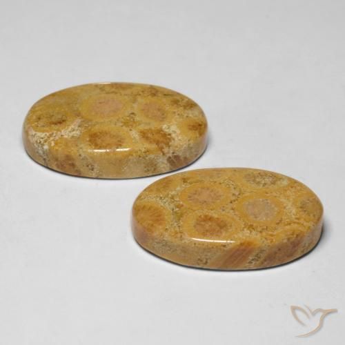 Pedras preciosas de Coral fóssil Multicolorido natural de 28.19 ct, oval, Opaco