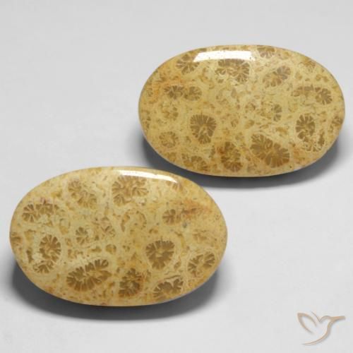 Pedras preciosas de Coral fóssil Multicolorido natural de 27.37 ct, oval, Opaco