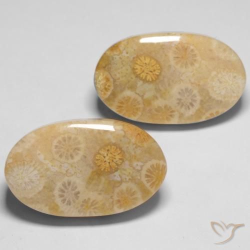 Pedras preciosas de Coral fóssil Multicolorido natural de 29.05 ct, oval, Opaco