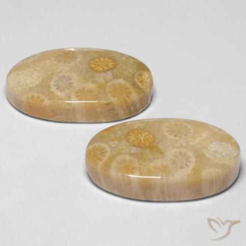 Pedras preciosas de Coral fóssil Multicolorido natural de 29.05 ct, oval, Opaco