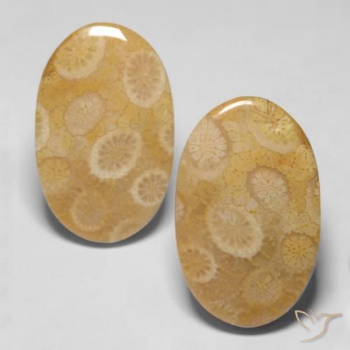 20.47ctw Natural Multicolorido Coral fóssil, oval, Opaco