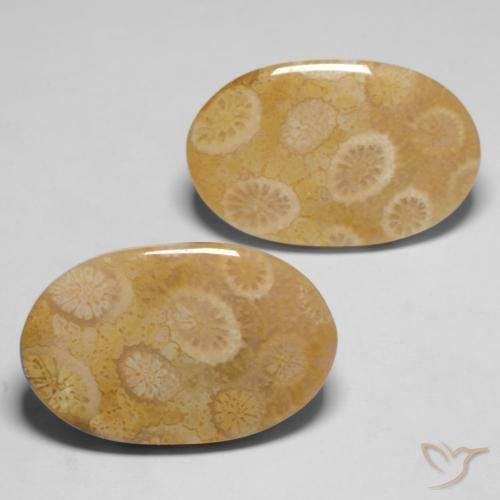 Pedras preciosas de Coral fóssil Multicolorido natural de 20.47 ct, oval, Opaco
