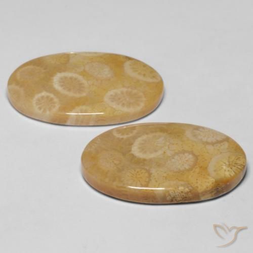 Pedras preciosas de Coral fóssil Multicolorido natural de 20.47 ct, oval, Opaco