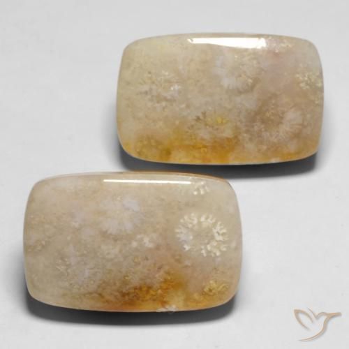 Pedras preciosas de Coral fóssil Multicolorido natural de 29.43 ct, Almofada, Opaco