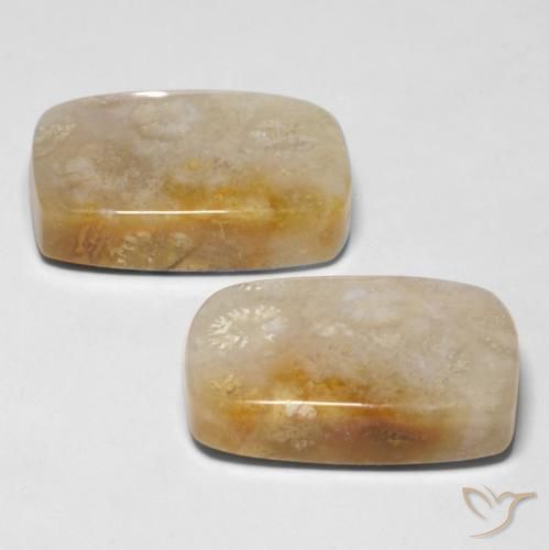 Pedras preciosas de Coral fóssil Multicolorido natural de 29.43 ct, Almofada, Opaco
