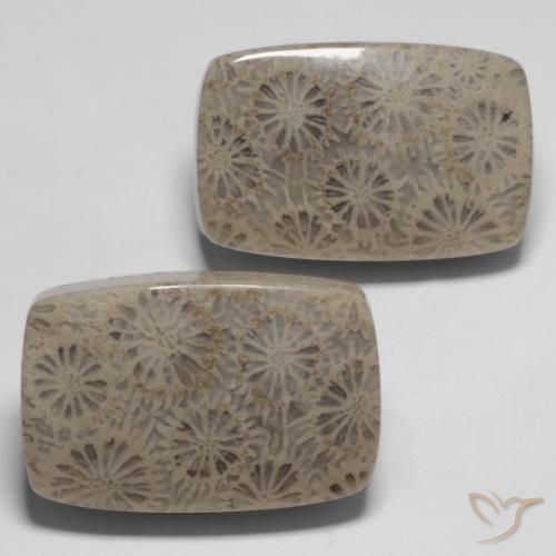 Pedras preciosas de Coral fóssil Multicolorido natural de 33.45 ct, Almofada, Opaco