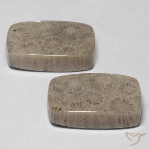 Pedras preciosas de Coral fóssil Multicolorido natural de 33.45 ct, Almofada, Opaco