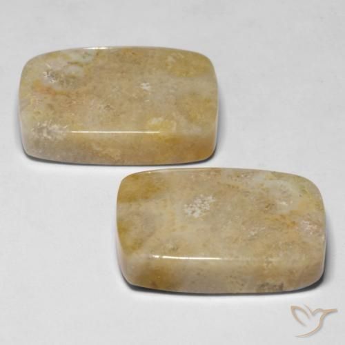 Pedras preciosas de Coral fóssil Multicolorido natural de 30.53 ct, Almofada, Opaco