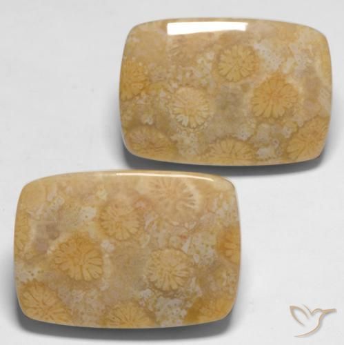 Pedras preciosas de Coral fóssil Multicolorido natural de 28.65 ct, Almofada, Opaco