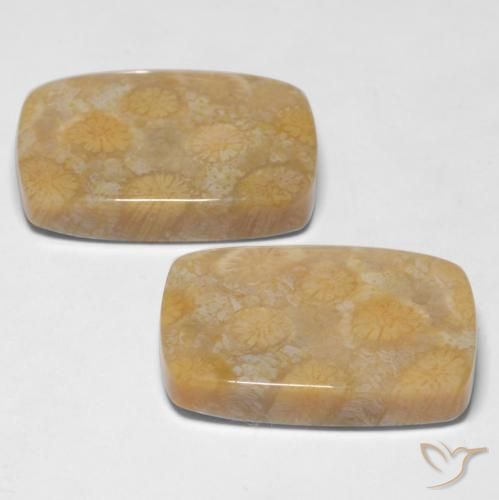 Pedras preciosas de Coral fóssil Multicolorido natural de 28.65 ct, Almofada, Opaco