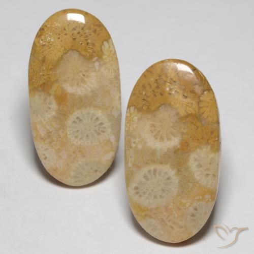 19.32ctw Natural Multicolorido Coral fóssil, oval, Opaco