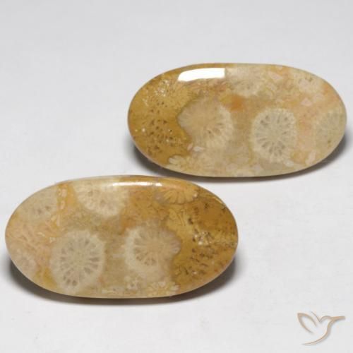 Pedras preciosas de Coral fóssil Multicolorido natural de 19.32 ct, oval, Opaco