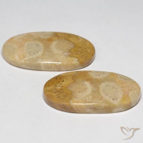 Pedras preciosas de Coral fóssil Multicolorido natural de 19.32 ct, oval, Opaco