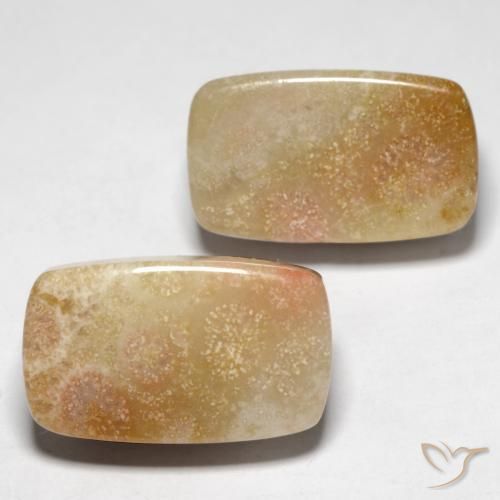 Pedras preciosas de Coral fóssil Multicolorido natural de 28.47 ct, Almofada, Opaco