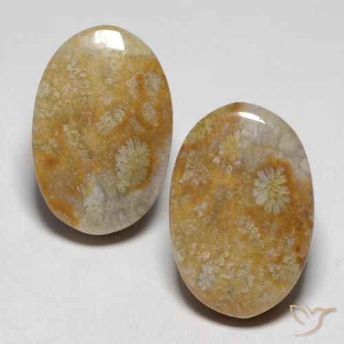 23.76ctw Natural Multicolorido Coral fóssil, oval, Opaco