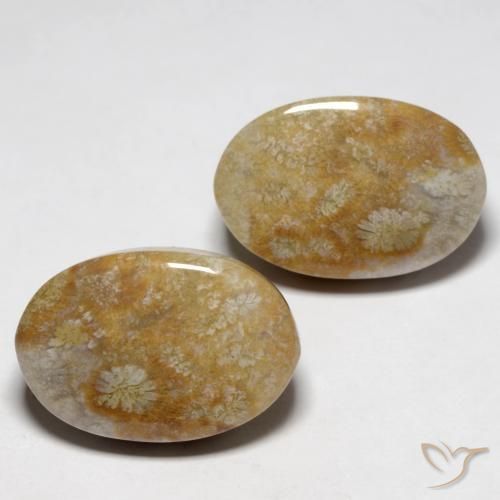 Pedras preciosas de Coral fóssil Multicolorido natural de 23.76 ct, oval, Opaco