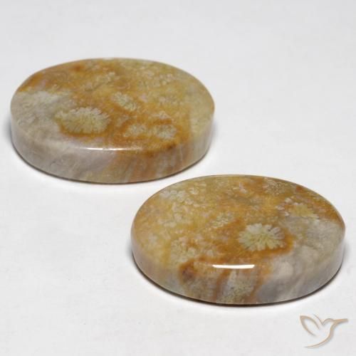 Pedras preciosas de Coral fóssil Multicolorido natural de 23.76 ct, oval, Opaco