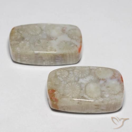 Pedras preciosas de Coral fóssil Multicolorido natural de 23.76 ct, Almofada, Opaco