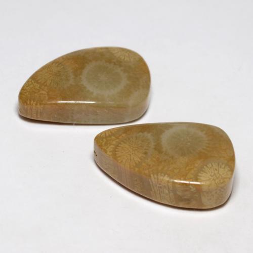 Pedras preciosas de Coral fóssil Multicolorido natural de 21.03 ct, Forma extravagante, Opaco