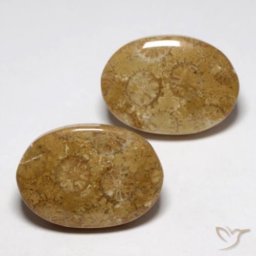 Pedras preciosas de Coral fóssil Multicolorido natural de 26.93 ct, oval, Opaco