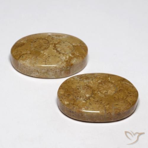 Pedras preciosas de Coral fóssil Multicolorido natural de 26.93 ct, oval, Opaco