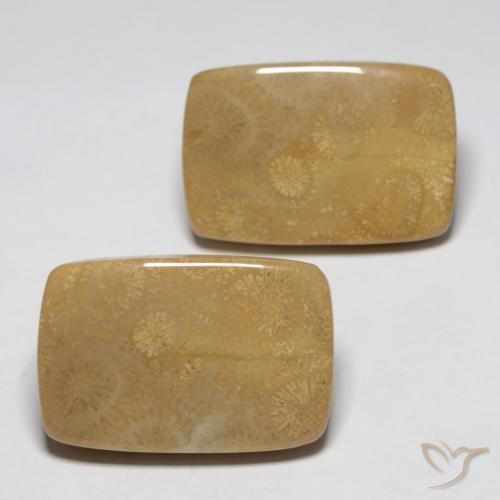 Pedras preciosas de Coral fóssil Multicolorido natural de 35.13 ct, Almofada, Opaco