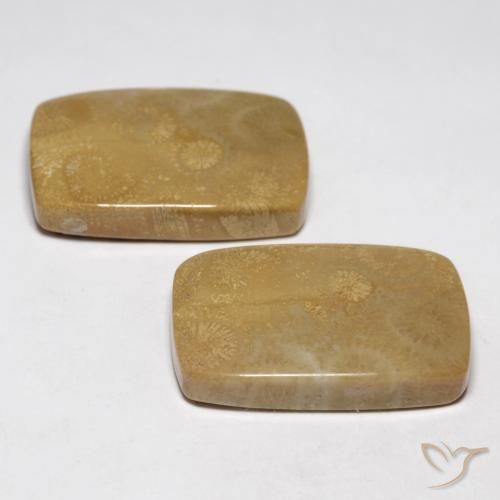 Pedras preciosas de Coral fóssil Multicolorido natural de 35.13 ct, Almofada, Opaco
