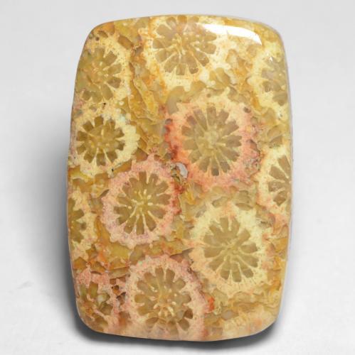 Coral fóssil Multicolorido Natural 12.20ct, Almofada cortada, Opaco
