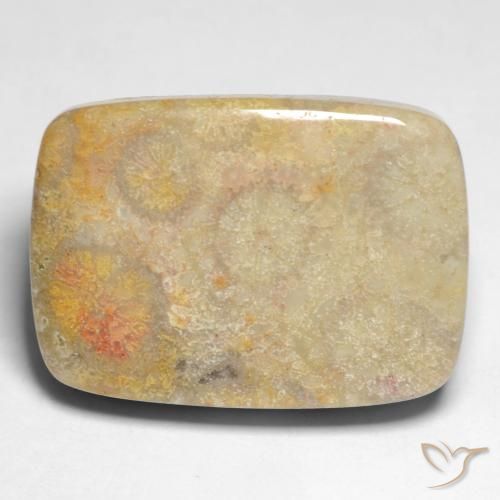 17.45ct Natural Multicolorido Coral fóssil, Almofada, Opaco